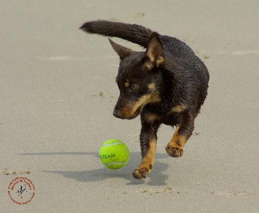 Lancashire Heeler 9R056D-248.JPG